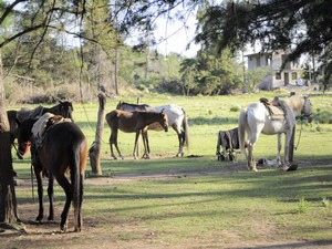 Tribu Serrana 